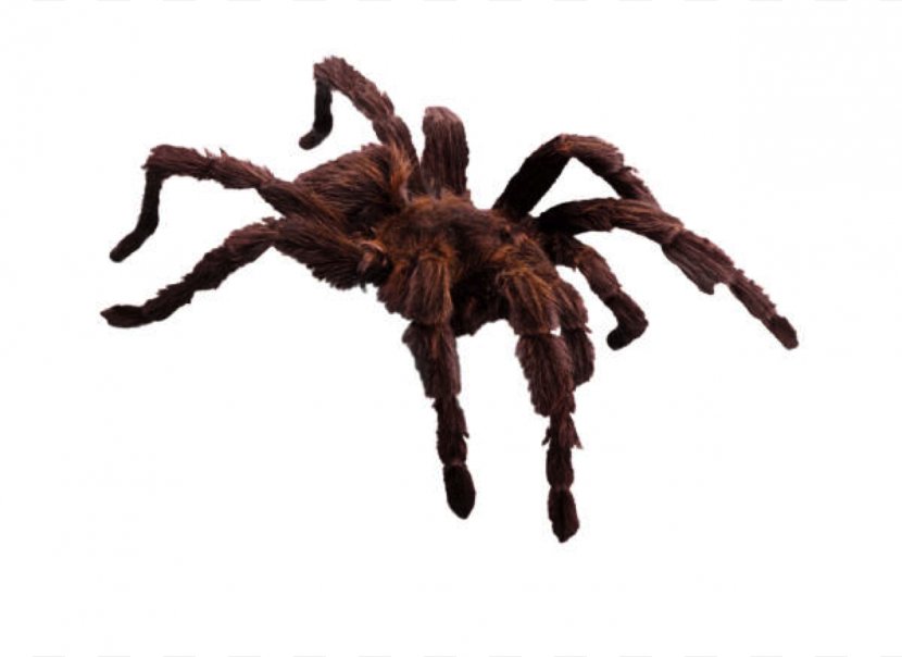 Amazing Spiders Eight Legs Clip Art - Crab Transparent PNG