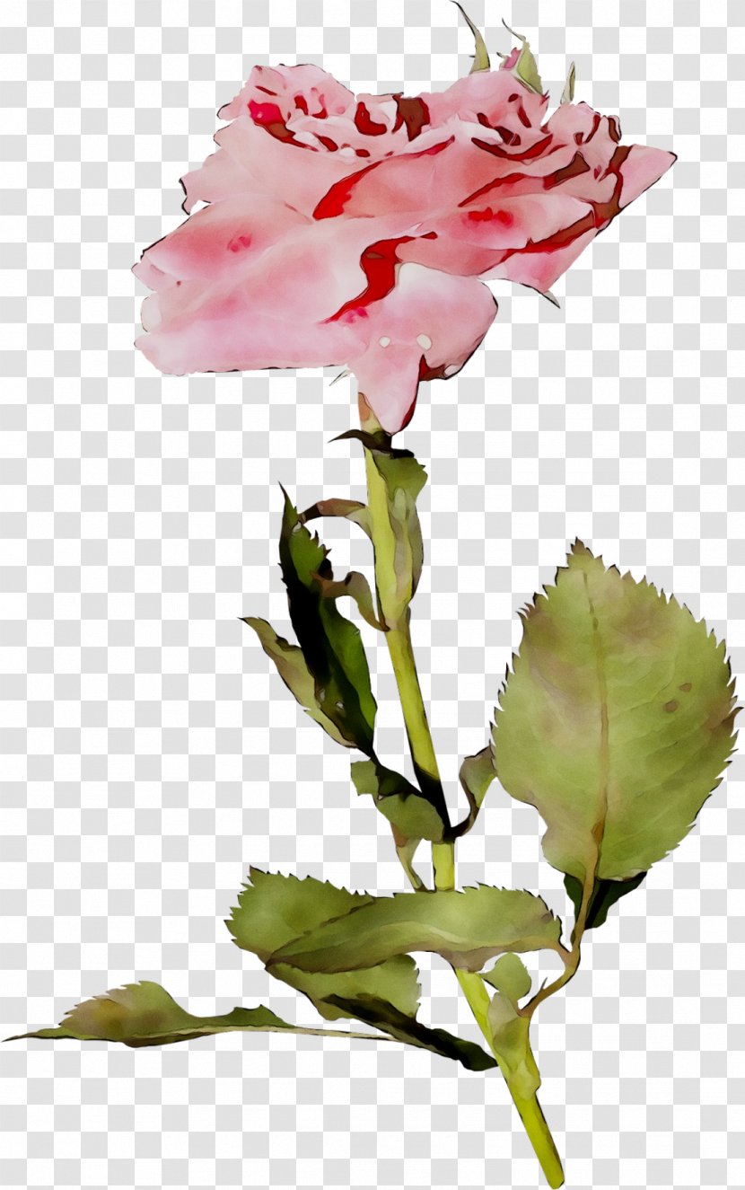 Garden Roses Cabbage Rose Cut Flowers Bud Plant Stem - Plants Transparent PNG