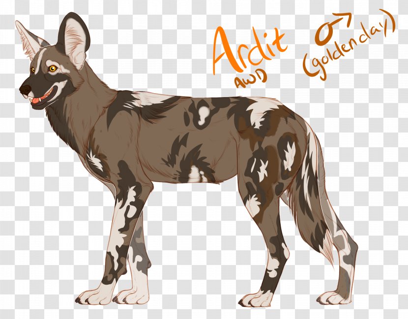 Dog Breed Coyote Dhole Red Wolf - Animal Transparent PNG