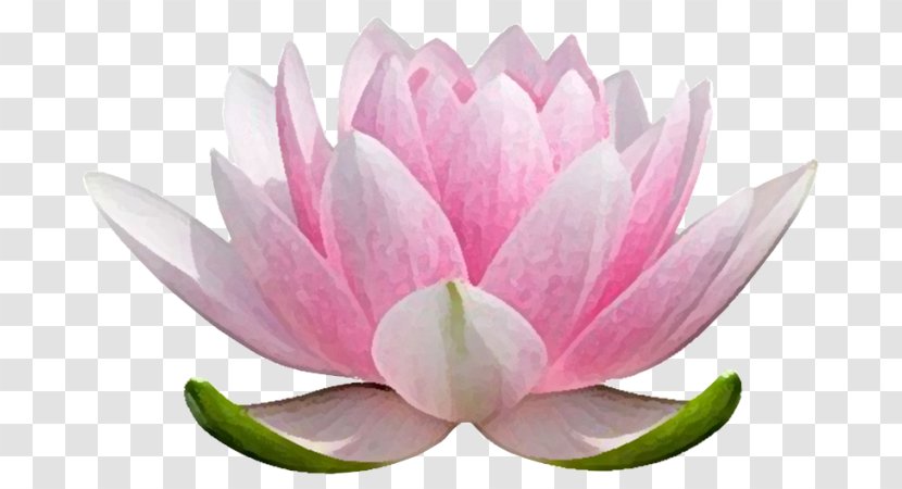 Nelumbo Nucifera Water Lilies Stock Photography Flower - Proteales Transparent PNG