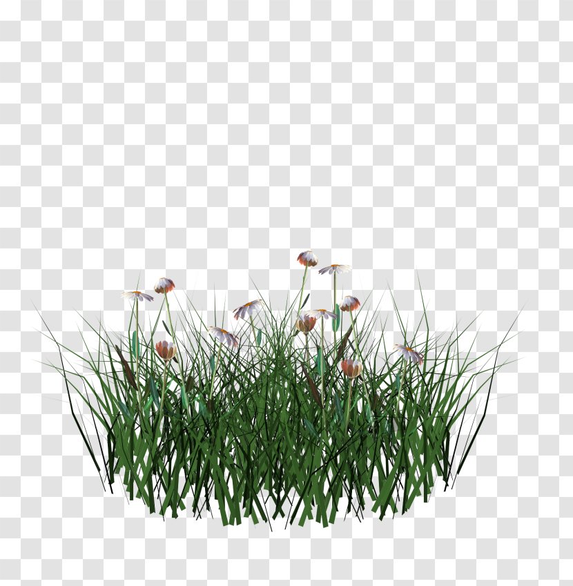 Grasses Flowerpot Herb Family - Grass Transparent PNG