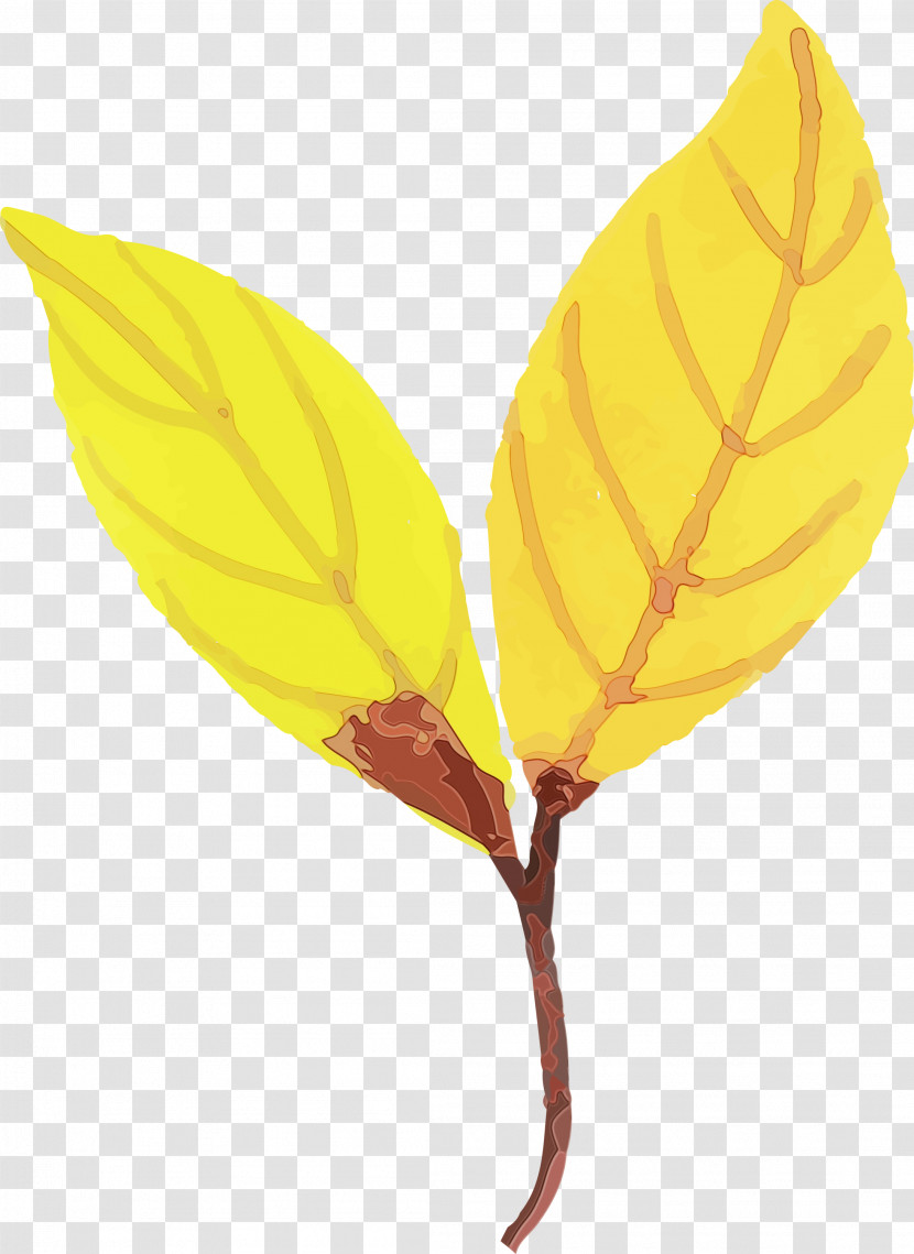 Leaf Yellow Science Biology Plants Transparent PNG