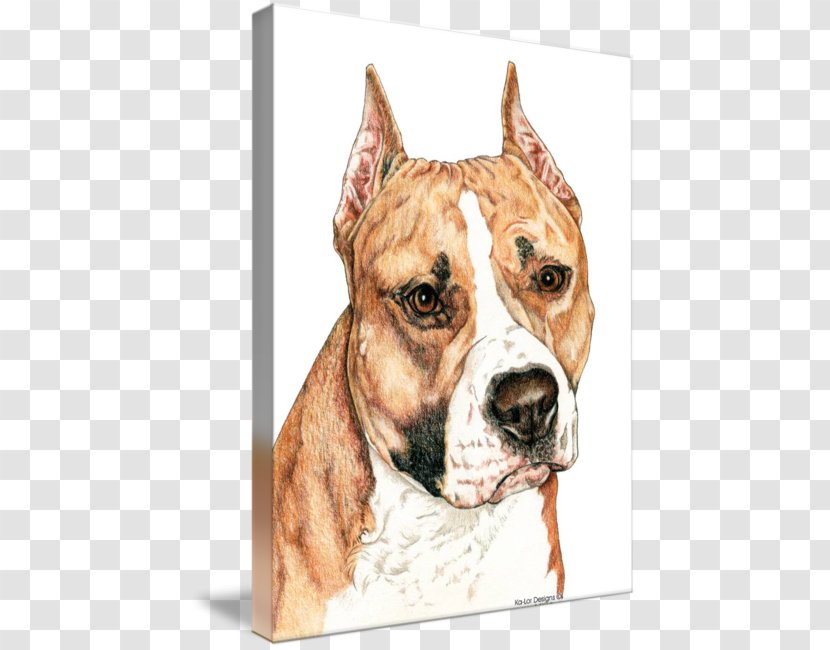 American Staffordshire Terrier Pit Bull - Ear Transparent PNG