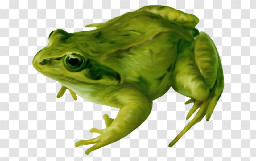 Frog Amphibian Drawing Clip Art - Ranidae - Real Transparent PNG