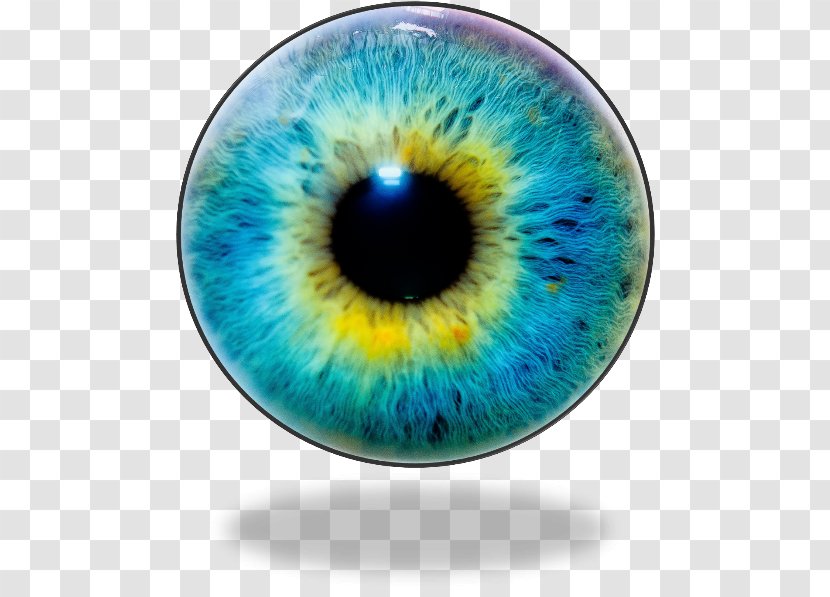 Iris Human Eye Pupil Color - Frame Transparent PNG