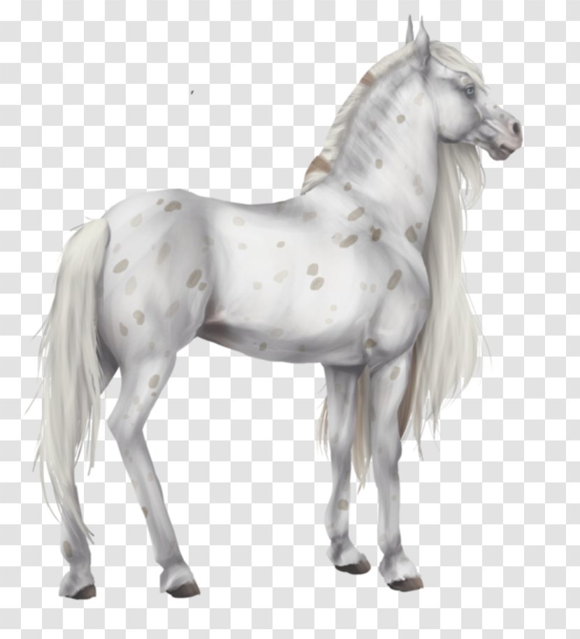 Foal Stallion Colt Mustang Pony - Horse Transparent PNG