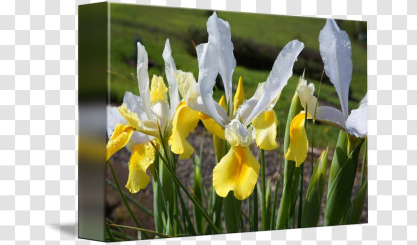 Orris Root Iris Croatica Wildflower - Family - Flower Transparent PNG