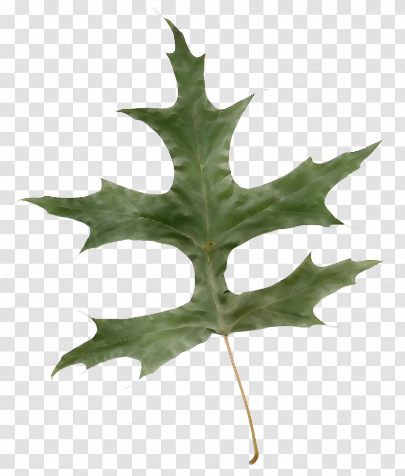 Maple Leaf - Scarlet Oak Holly Transparent PNG