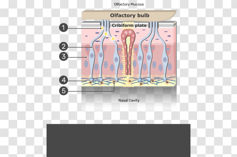 Olfactory Mucosa Mucous Membrane Nerve Olfaction Epithelium - Tree - Nasal Epithelial Cells Transparent PNG