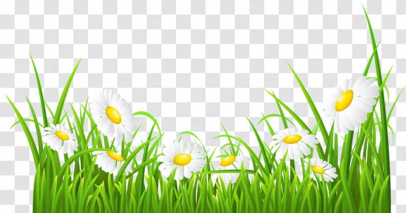 Daisy Family Common Clip Art - Document Transparent PNG