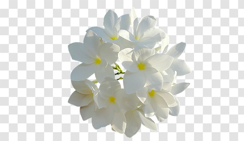 Cut Flowers White Petal - Flowering Plant - WHITE BLOSSOM FLOWER Transparent PNG