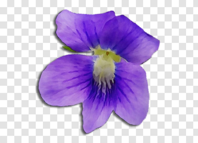 Flowering Plant Violet Flower Petal Purple - Viola - Blue Pansy Transparent PNG