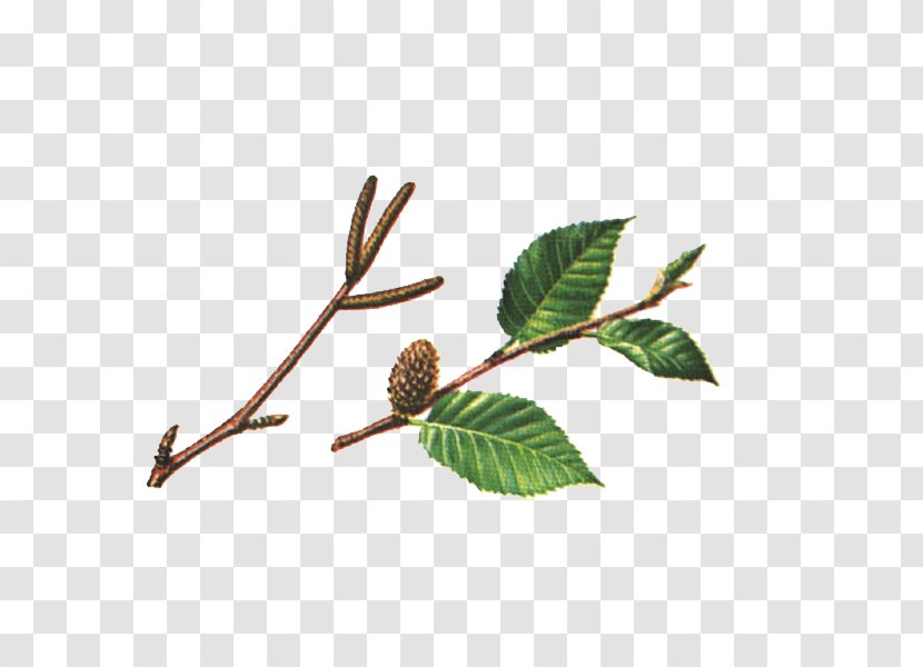 Twig Betula Lenta Leaf Alleghaniensis Paper Birch Transparent PNG