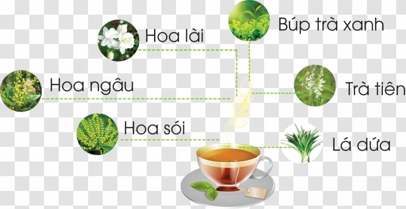 Ginseng Tea Pineapple Danang Matcha Bảo Lộc Ho Chi Minh City - Vietnam Transparent PNG