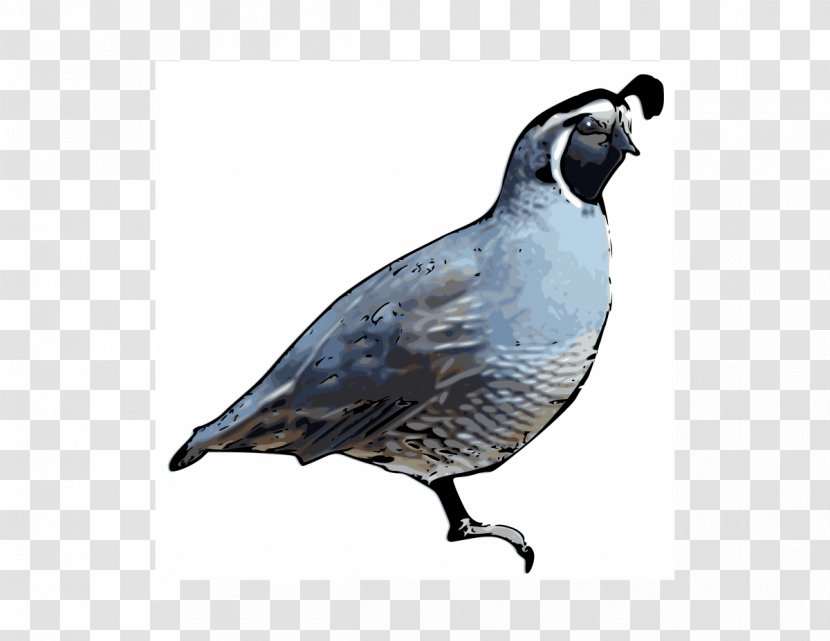 California Quail Drawing Clip Art - Galliformes - Cliparts Transparent PNG