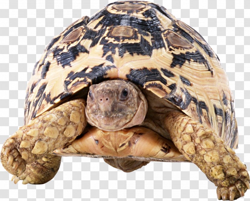 Turtle Tortoise Reptile - Red Eared Slider Transparent PNG