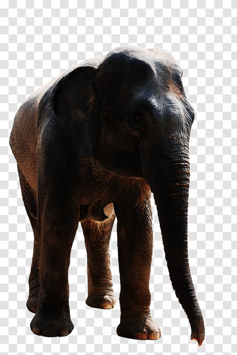 Indian Elephant Transparent PNG