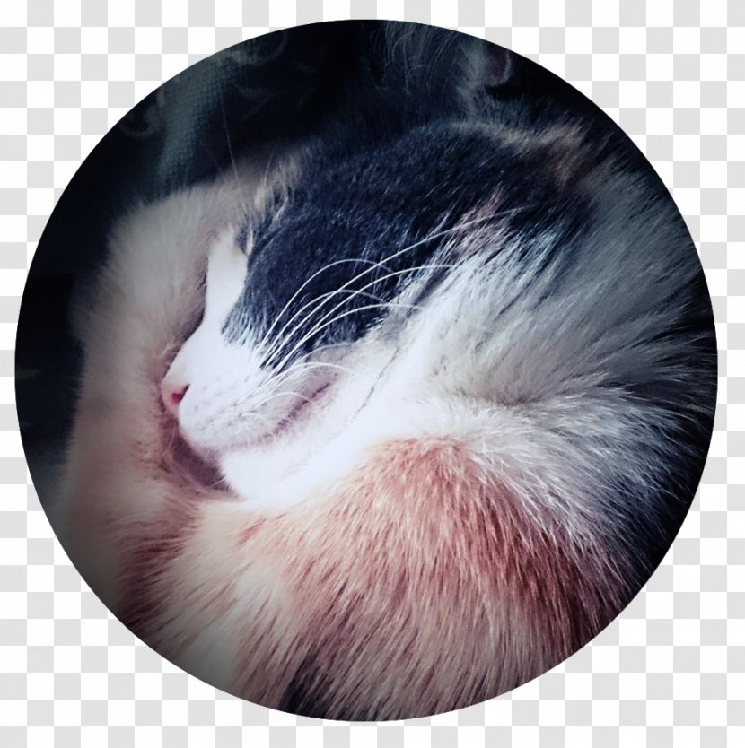 Whiskers Ferret Fur Snout Close-up Transparent PNG