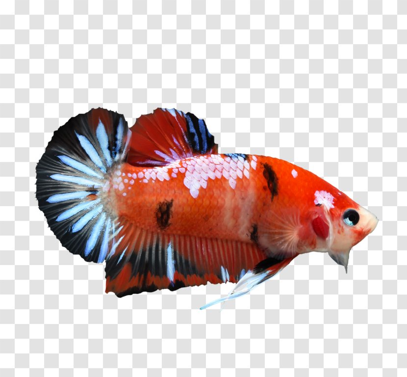 Siamese Fighting Fish Koi Veiltail Betta: Your Happy Healthy Pet - Betta Transparent PNG
