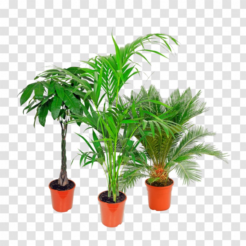 Arecaceae Houseplant Flowerpot Aldi Tree - Palmen Transparent PNG