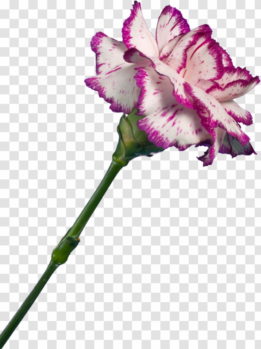 Carnation Pink Flowers Truevision TGA - Iris Family - CARNATION Transparent PNG