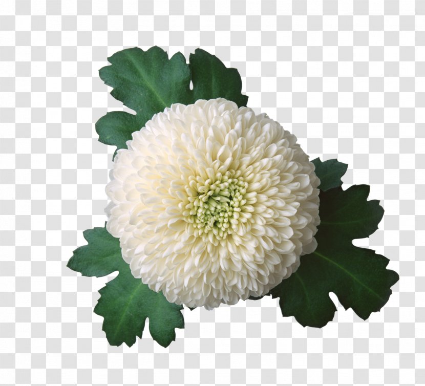 Chrysanthemum Flower Photography Clip Art - Chomikujpl Transparent PNG