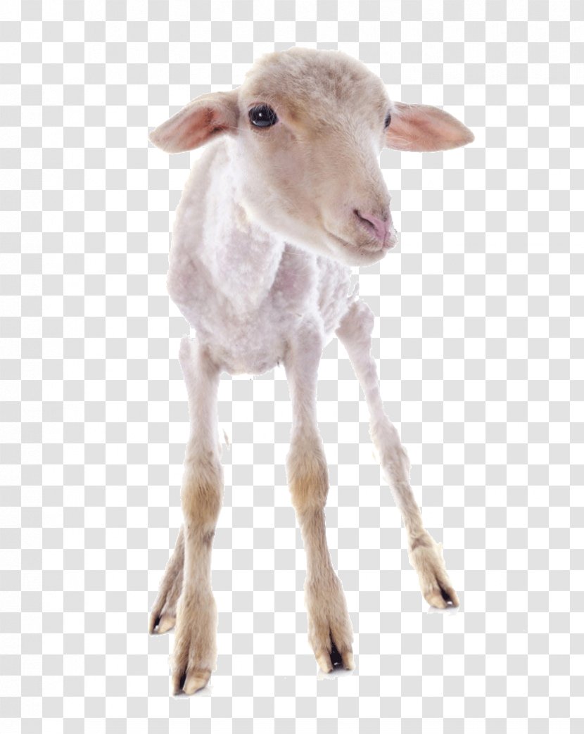 Sheepu2013goat Hybrid Cattle Livestock - Goat - Cute Little Transparent PNG