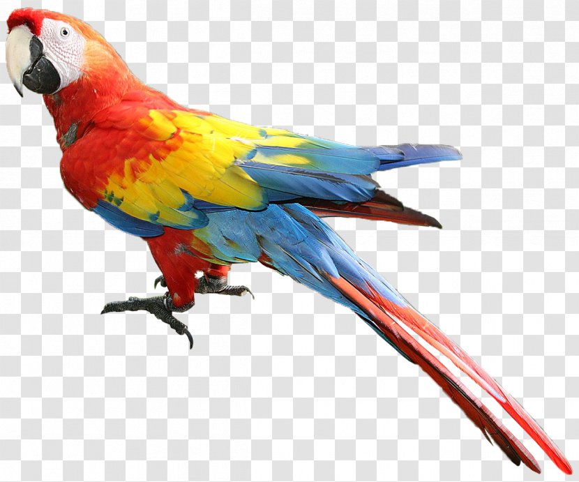 Bird Parrot - Wing - Budgie Transparent PNG