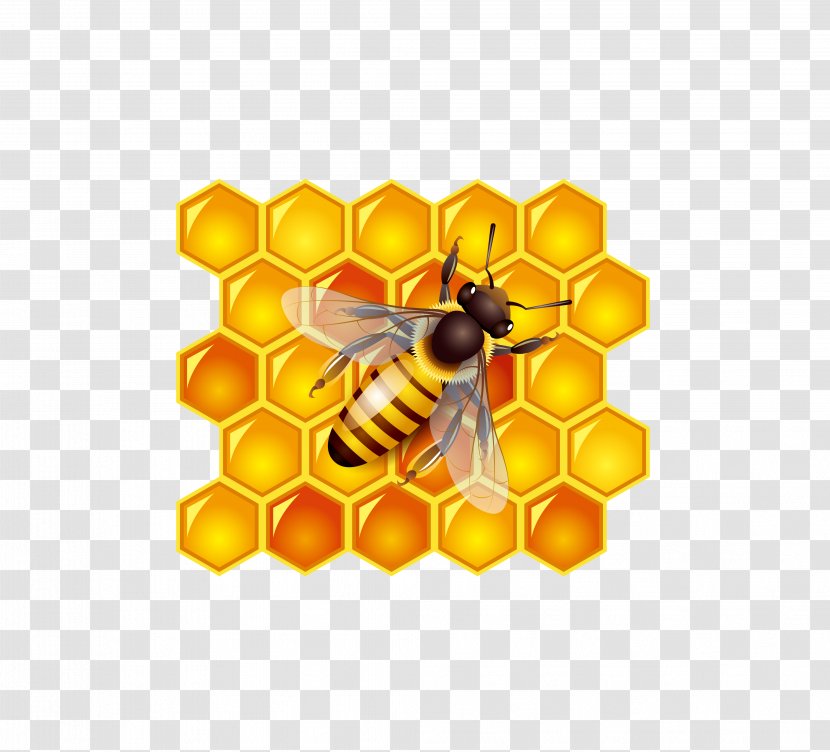 Honey Bee Clip Art - Symmetry Transparent PNG