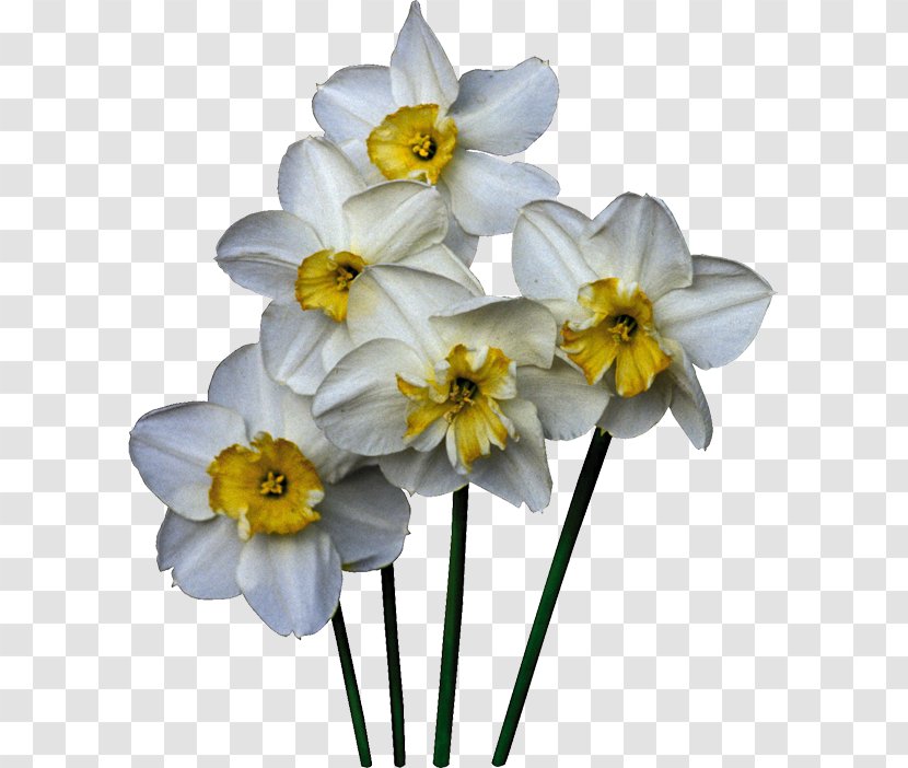 Daffodil Cut Flowers Plant Clip Art - Stem - Daffodils Transparent PNG