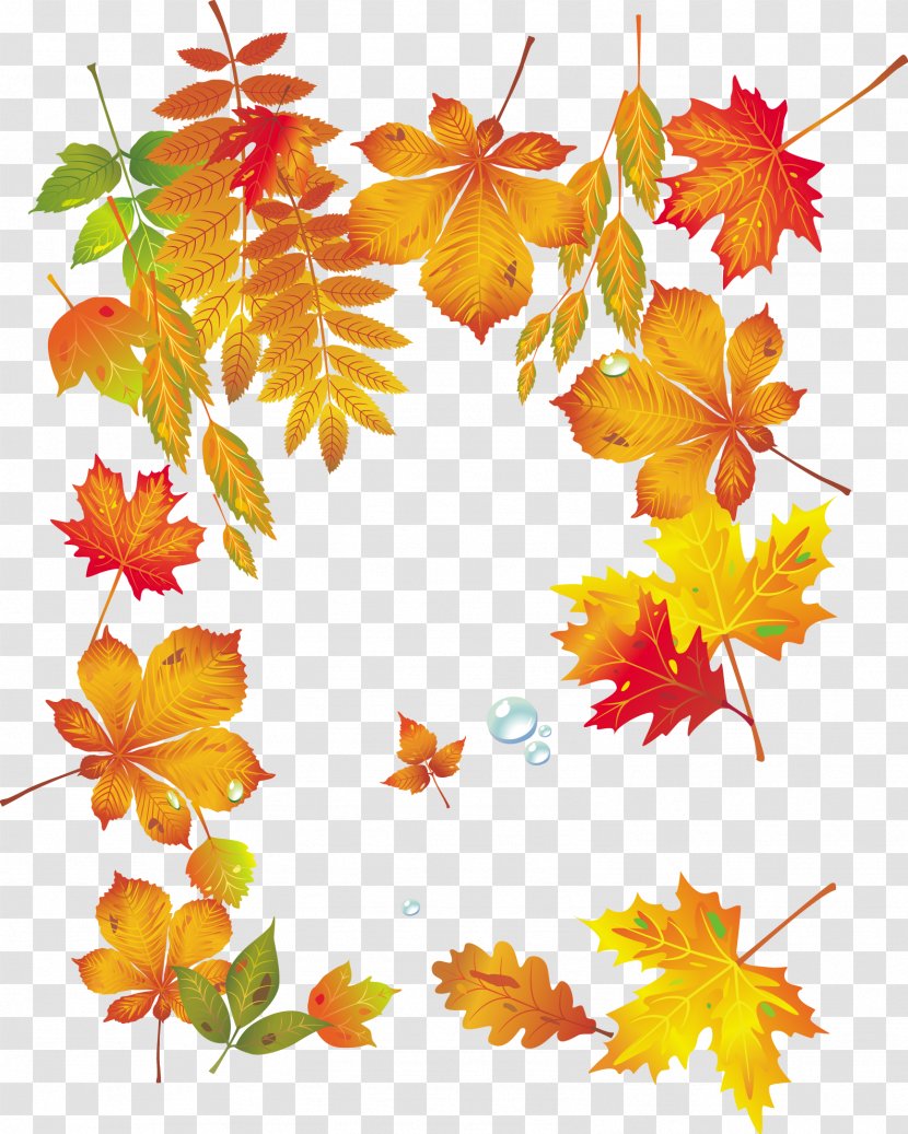 Maple Leaf Autumn - Symmetry - Vector Leaves Transparent PNG