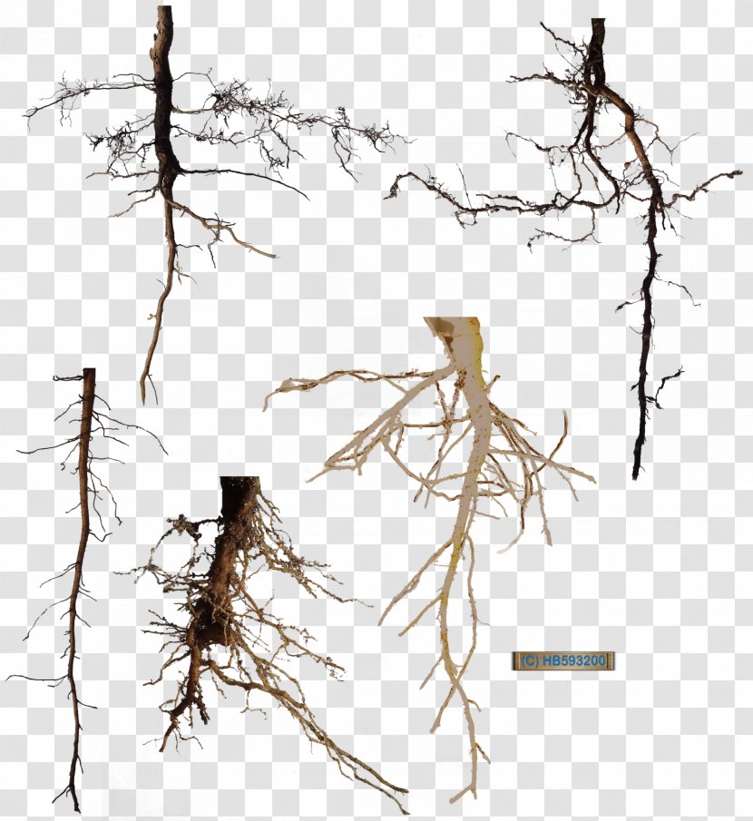 Tree DeviantArt Root Transparent PNG