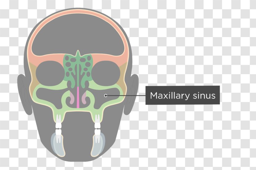Facial Skeleton Maxillary Sinus Skull Ethmoid Bone Transparent PNG