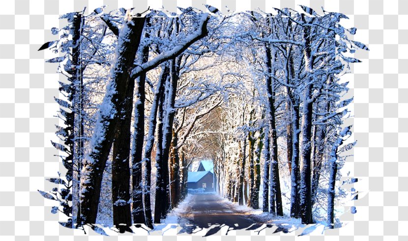 Desktop Wallpaper Winter TENS! Tree - Branch Transparent PNG
