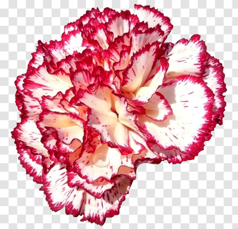 National Symbols Of Slovenia Floral Emblem Flower Carnation - Petal Transparent PNG