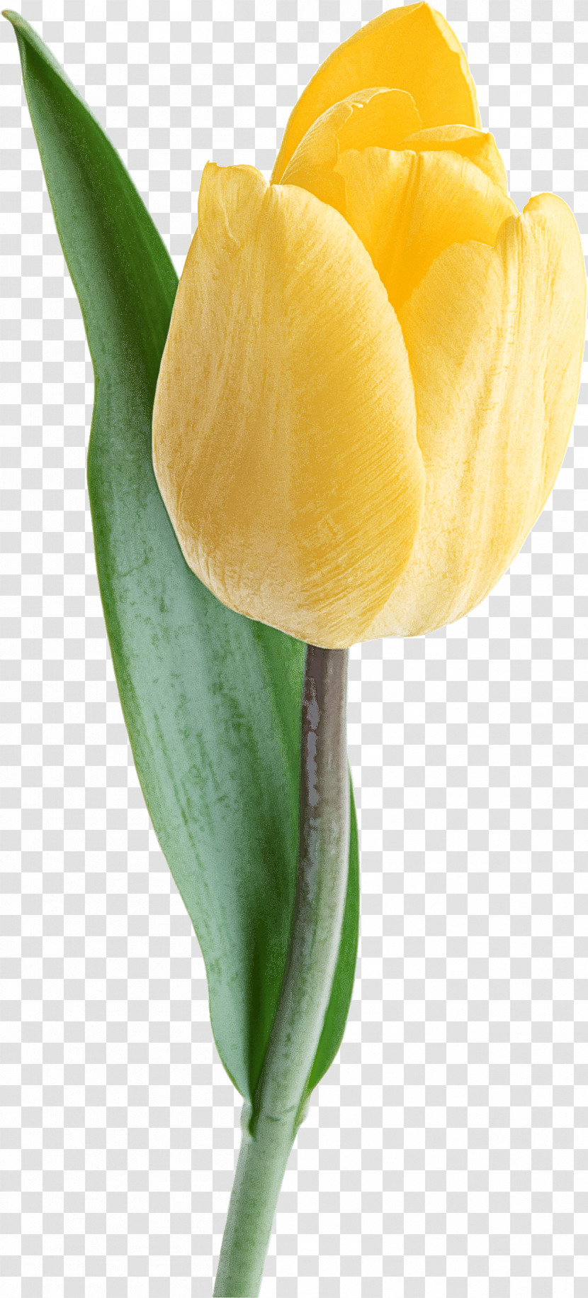 Tulip White Flower Yellow Petal Transparent PNG