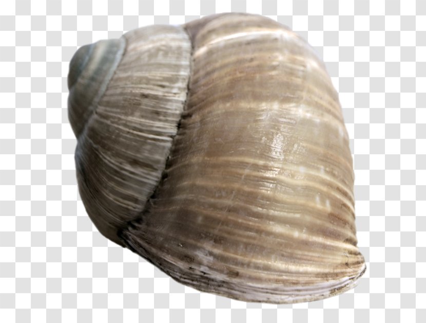 Bivalvia Clam Cockle Seashell Sea Snail - Mollusc Shell Transparent PNG