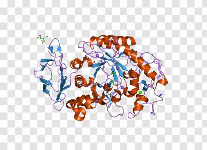 AMY2A Alpha-amylase AMY1A AMY2B - Alphaamylase Transparent PNG