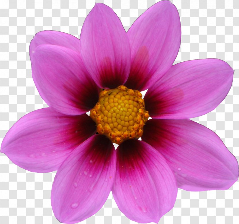 Cosmos Bipinnatus Flower Seed Annual Plant Petal - Common Daisy - Pink Transparent PNG