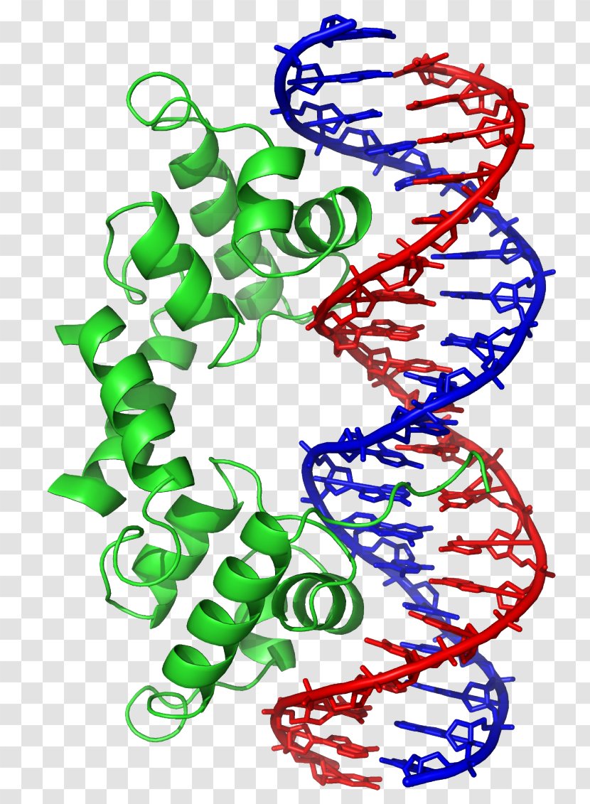 Helix-turn-helix Basic Helix-loop-helix DNA Structural Motif Science Transparent PNG