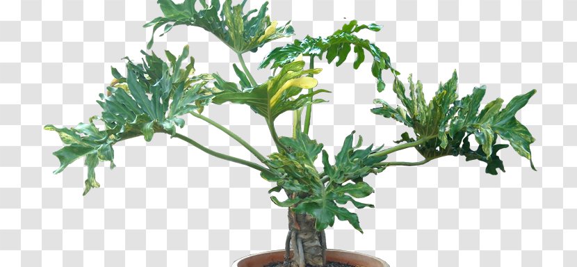 Tree Philodendron Xanadu Houseplant Arums Flowerpot - Scanaens Transparent PNG