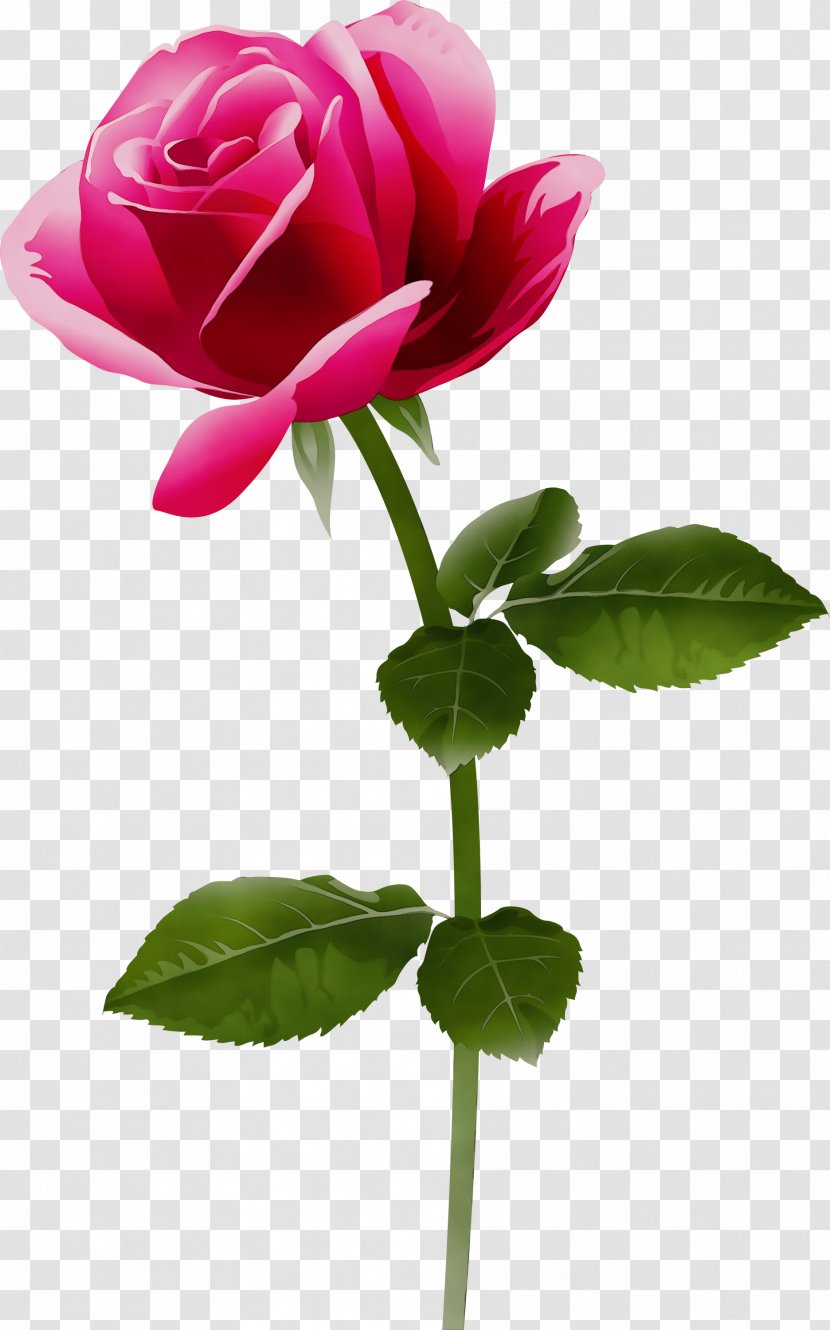 Garden Roses - Flower - Plant Stem Rose Family Transparent PNG