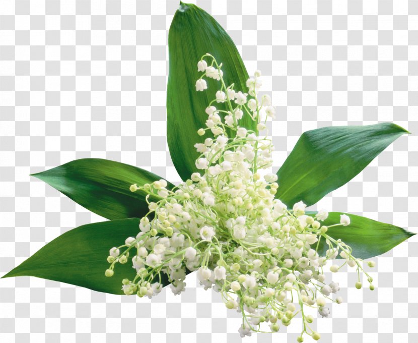 Flower Lily Of The Valley Clip Art - Bouquet Transparent PNG