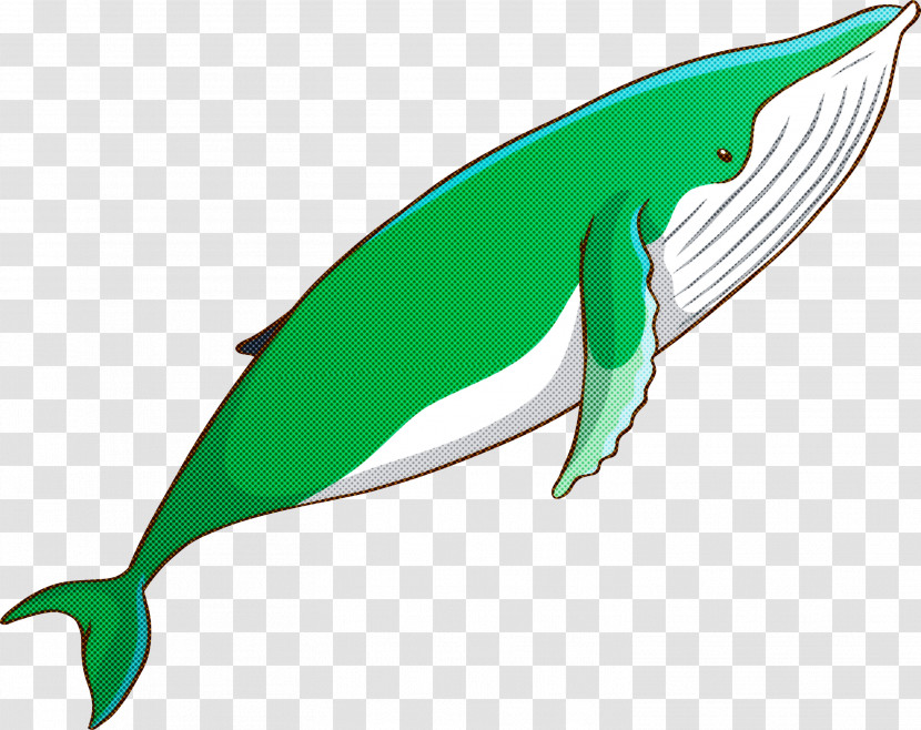 Fin Bottlenose Dolphin Dolphin Cetacea Blue Whale Transparent PNG