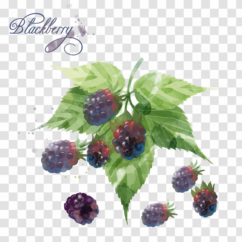 Blackberry Blueberry Watercolor Painting - Plant - Hand-painted Transparent PNG