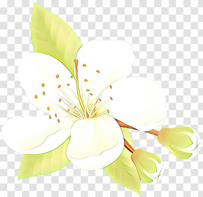 Floral Design Cut Flowers Plant Stem Petal - Flower - Branch Transparent PNG