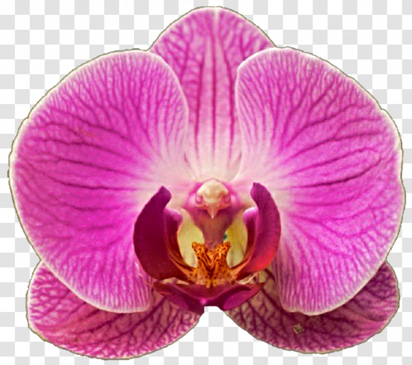 Moth Orchids Clip Art - Orchid Transparent PNG