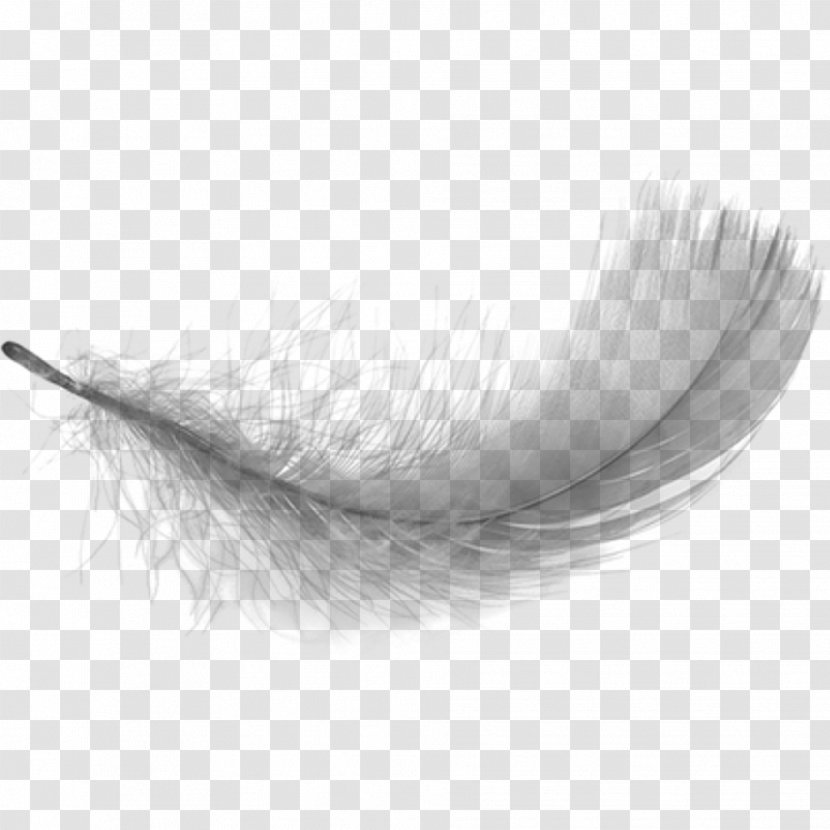 White Feather Desktop Wallpaper Clip Art - Monochrome Photography Transparent PNG