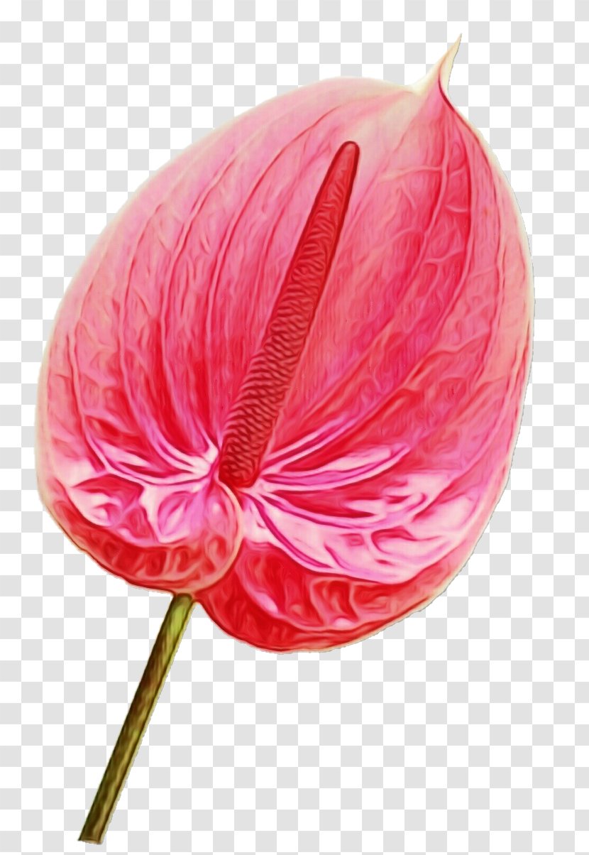 Pink Flower Cartoon - Petal - Magenta Transparent PNG