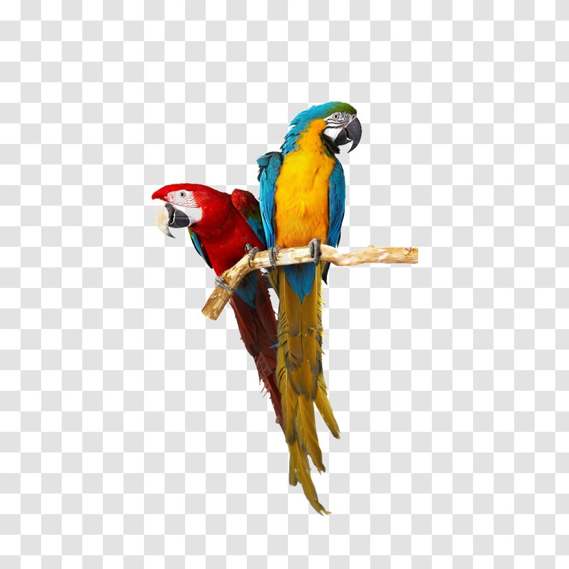 Lovebird Parrot Cockatiel Caique Transparent PNG